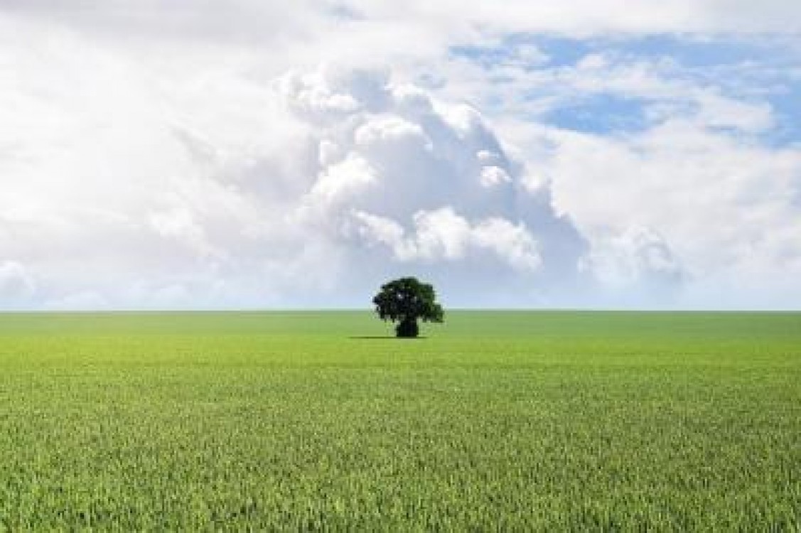 MADR: Reguli noi pentru vanzarea terenurilor agricole din extravilan