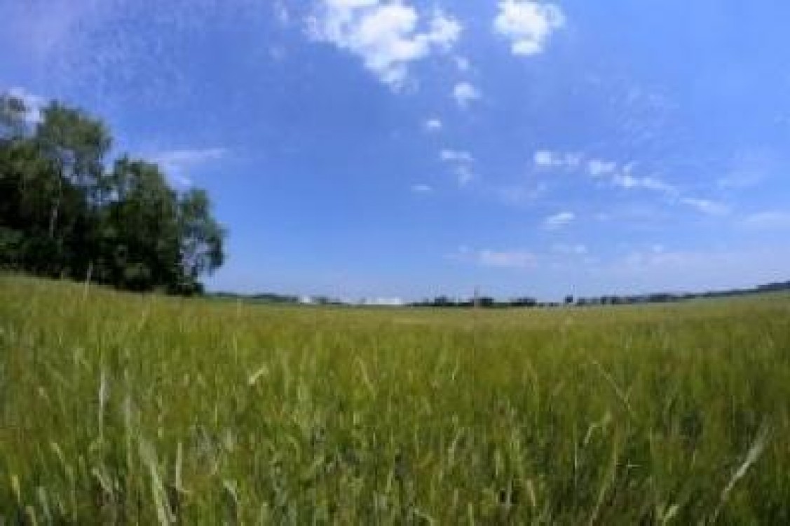 Relatiile romano-egiptene se dezvolta prin agricultura, dar si energie verde