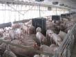 Fermele afectate de pesta porcina pot fi repopulate in aproximativ patru luni