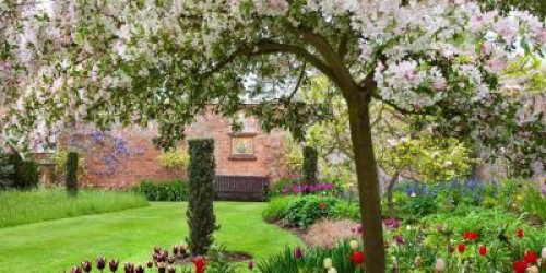 8 tipuri de plante care rezista la seceta