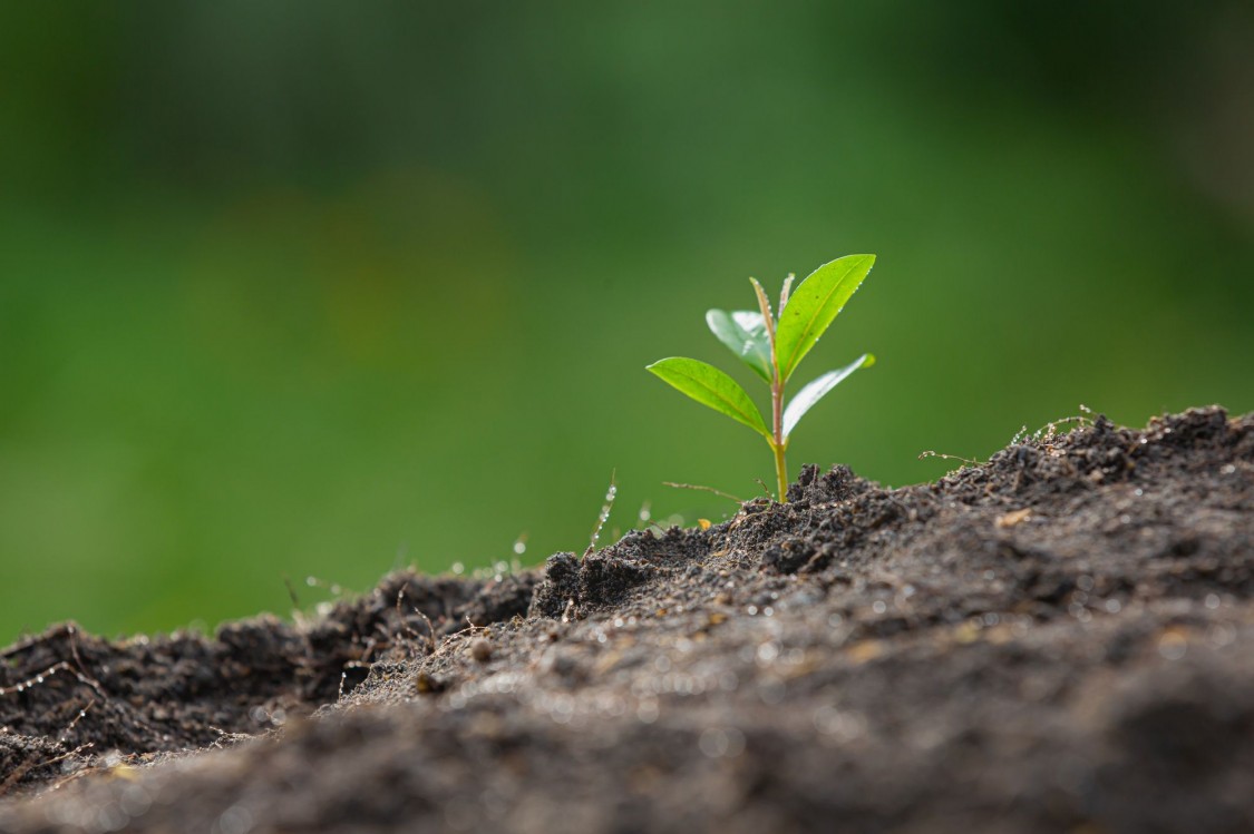 Retete pentru un sol fertil. Substratul de cultura si substantele nutritive