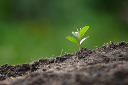 Retete pentru un sol fertil. Substratul de cultura si substantele nutritive