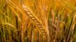 APIA: Platile pentru fermierii care cultiva cereale au inceput
