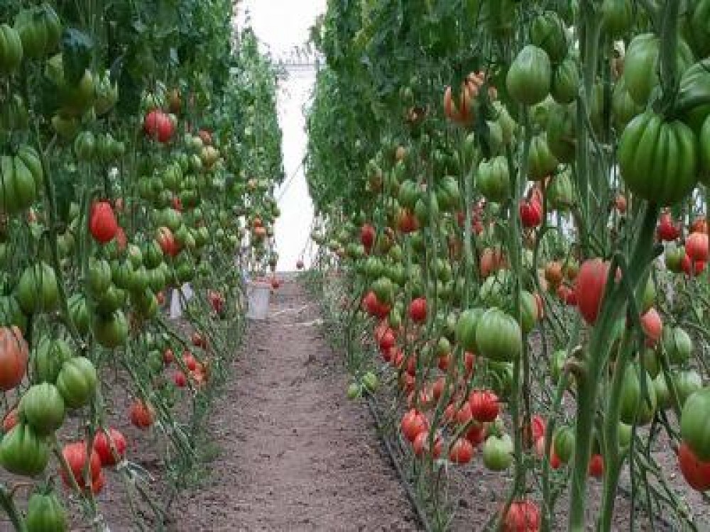 Producatorii de tomate isi vor primi banii pentru ciclul doi de productie