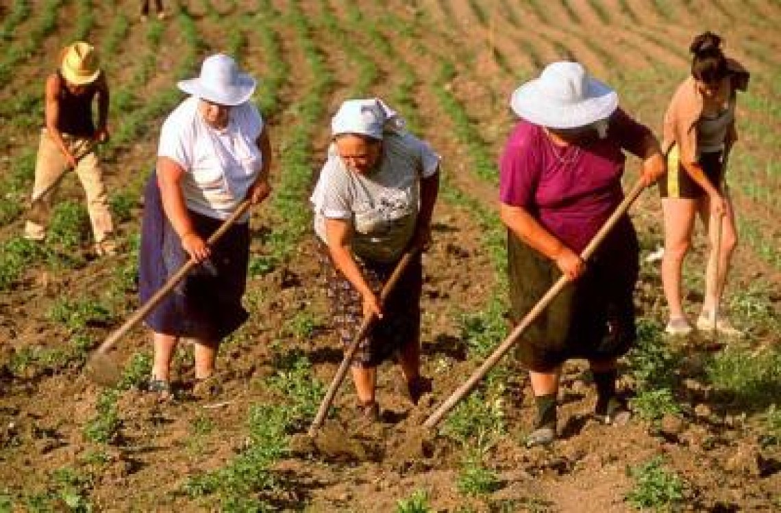 Eurostat: Aproape un sfert dintre romani sunt implicati in agricultura