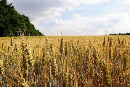 Romania, campioana UE la porumb si floarea soarelui