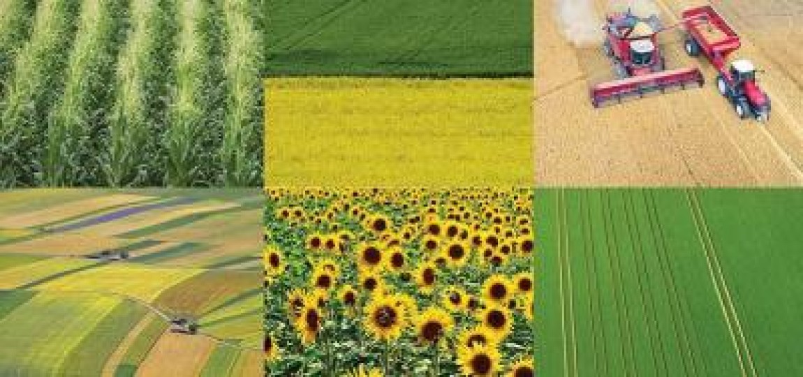 Studiu. Romania are capacitatea de a asigura intregul necesar de alimente al populatiei