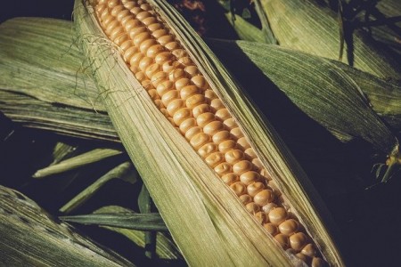 APPR: Vrem sa ne laudam ca Romania produce cel mai mult porumb la hectar din Europa