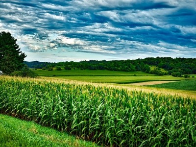 APPR: Romania cultiva mult porumb, dar productivitatea lasa de dorit