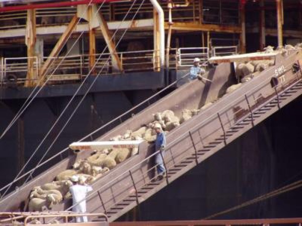 Romania, prima tara preocupata de bunastarea animalelor in timpul transportului maritim