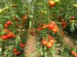Producatorii autohtoni au livrat primele rosii in pietele agroalimentare din Bucuresti