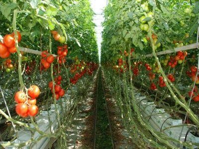 Aproape 60 de milioane de lei platite pana acum producatorilor de tomate