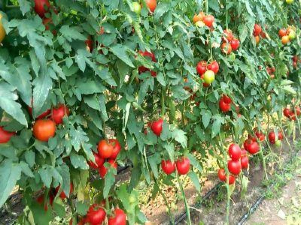Peste 12.000 de fermieri inscrisi in programul de sprijin pentru tomate pe 2018