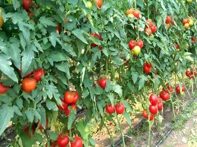 Peste 12.000 de fermieri inscrisi in programul de sprijin pentru tomate pe 2018