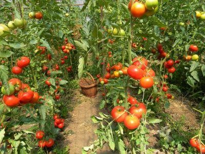 Fermierii au livrat pe piata peste 65.000 de tone de tomate timpurii