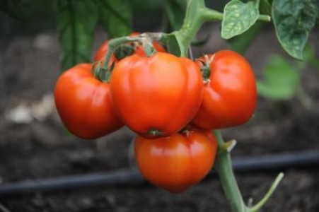 MADR: Beneficiarii programului de tomate primesc banii