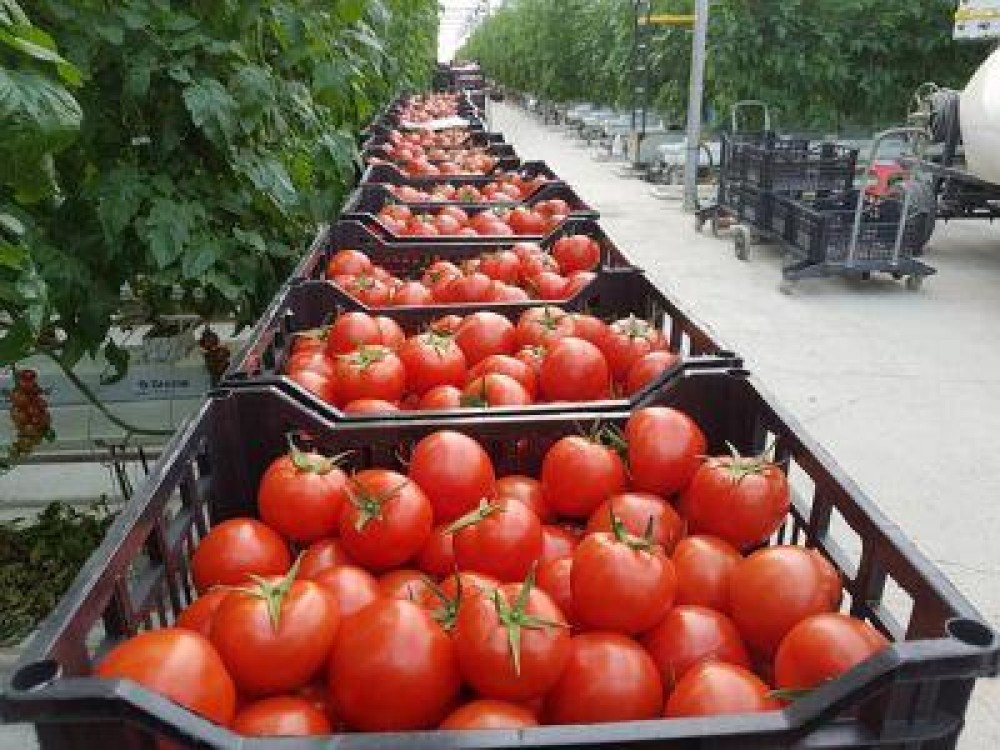 MADR face precizari cu privire la fermierii care au fost nevoiti sa arunce tone de rosii