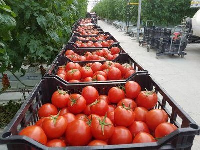Bilantul primului an de la demararea programului de sprijin pentru cultivatorii de tomate