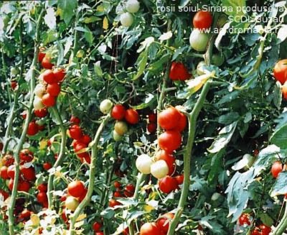 Soiuri de rosii romanesti, obtinute la Buzau