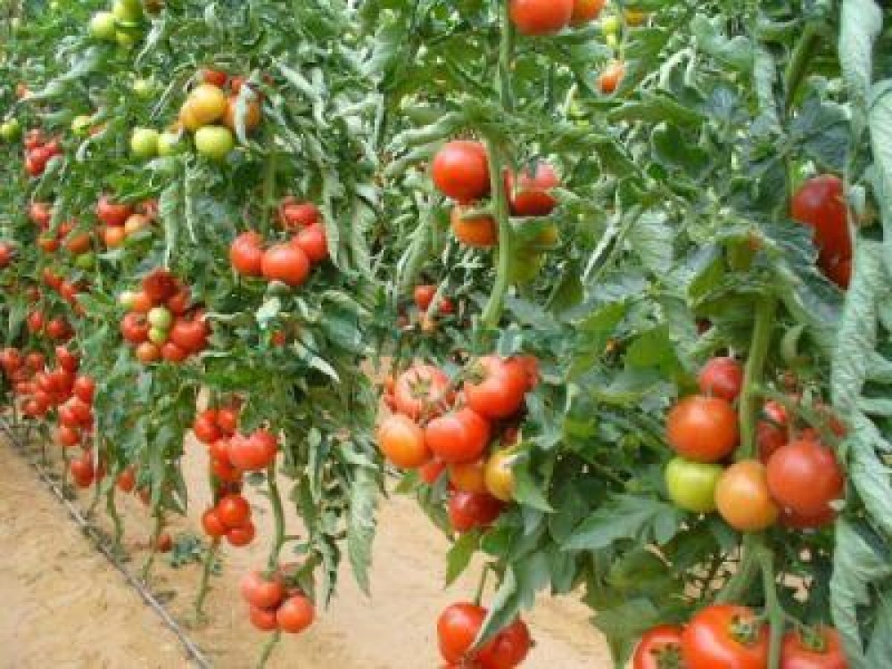 Termen limita pentru producatori ide tomate care vor sa isi primeasca subventia