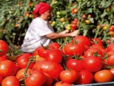 Guvernul a parafat prelungirea programului pentru sustinerea cultivatorilor de tomate