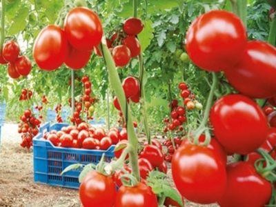 Rosiile romanesti aparute pe piata sunt sigure pentru consum