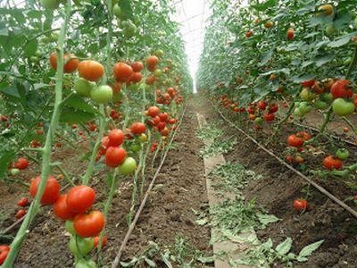 Cultivatorii de tomate in solarii, afectati de frigul din ultimele zile