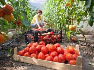 Subventia pentru tomate, solicitata de tot mai multi fermieri