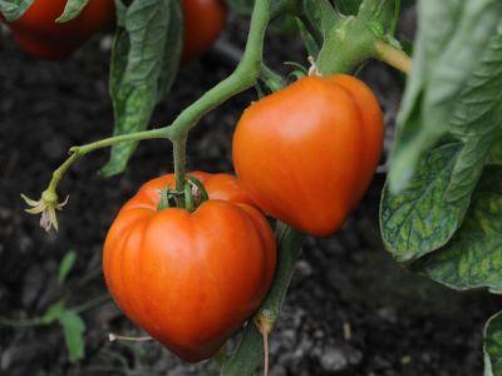 S-a prelungit perioada de valorificare a tomatelor cultivate in spatii protejate