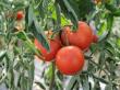 Producatorii autohtoni au scos pe piata 216 tone de tomate