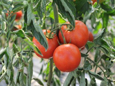 producatorii-autohtoni-au-scos-pe-piata-216-tone-de-tomate
