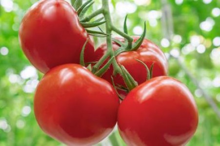 Termen nou pentru valorificarea tomatelor din sere si solarii