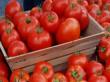 Peste 8.600 de producatori au iesit cu tomatele pe piata