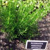 Rozmarin - rosmarinus officinalis