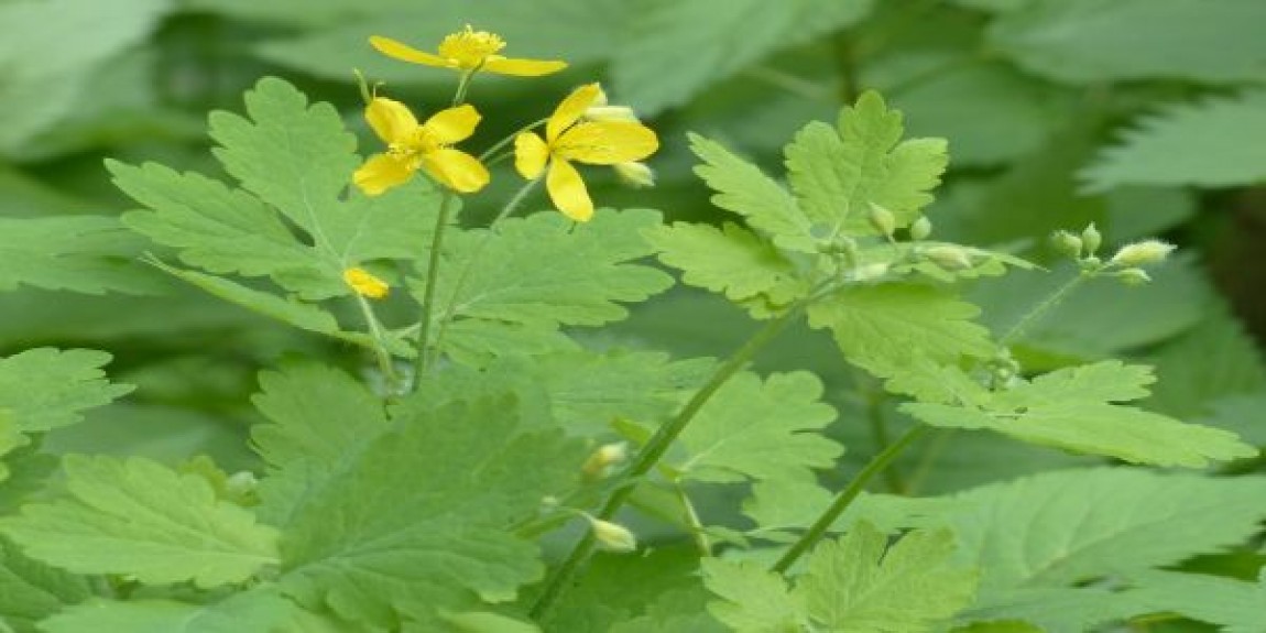 Plante medicinale usor de cultivat. Rostopasca iti curata ficatul