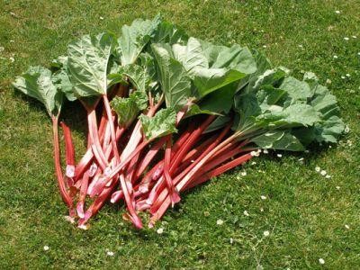 Cum a fost infiintata prima cultura de rubarba din Romania