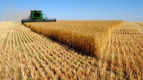 Rusia, din nou cel mai mare exportator de grau din lume