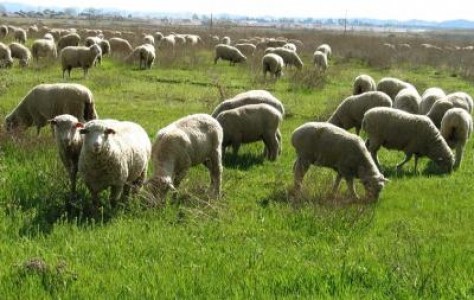 Au crescut sacrificarile de animale si pasari si productia de carne in luna februarie