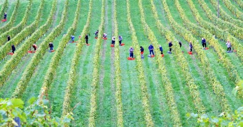 Lege promulgata: Salariul de baza minim brut in agricultura a fost stabilit la 3.000 lei lunar