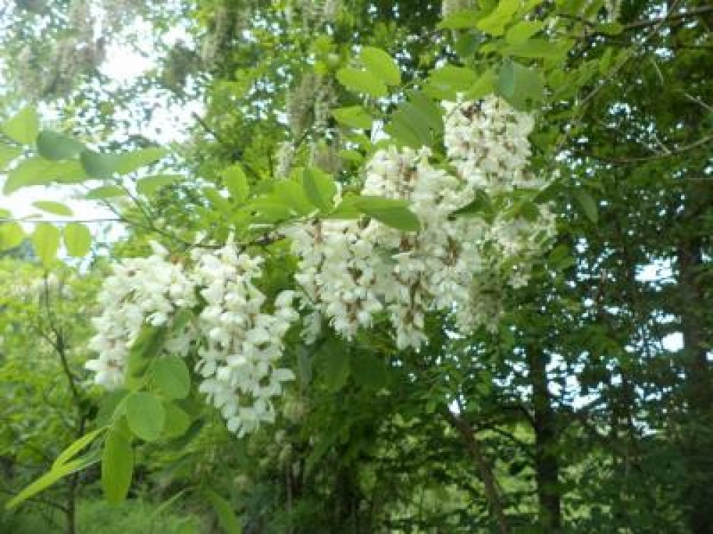 Apicultorii din Hunedoara, in pastoral spre Dunare