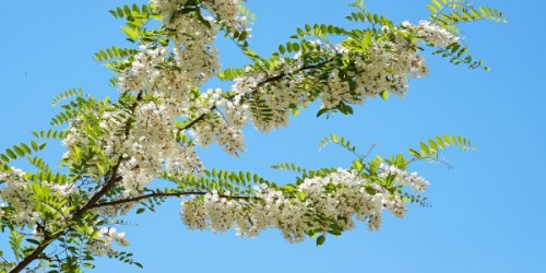 Resursele nectaro-polenifere: Salcamul