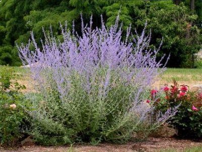 Salvia, medicamentul universal din gradina