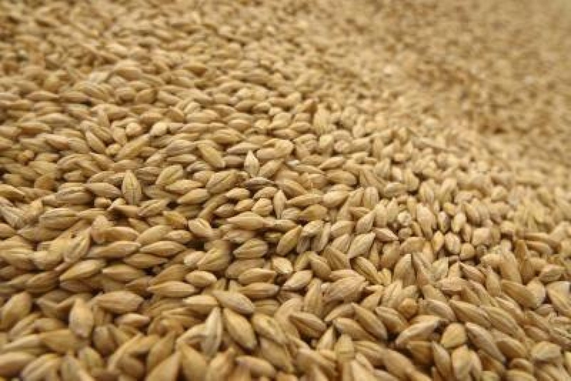 Specialistii recomanda samanta tratata cu insecto-fungicide