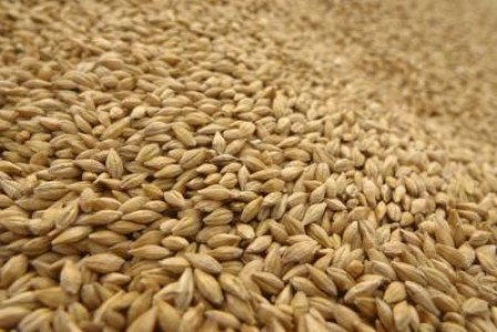 Specialistii recomanda samanta tratata cu insecto-fungicide