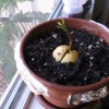 Avocado se inmulteste usor, prin sambure (video - plantatie de avocado)