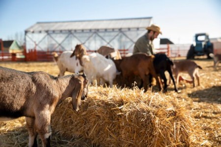 ANSVSA acorda o atentie deosebita digitalizarii. Sanatatea animalelor va putea fi monitorizata