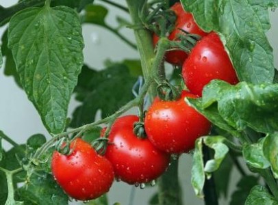 Sanctiunile aplicate pentru nerespectarea ecoconditionalitatii