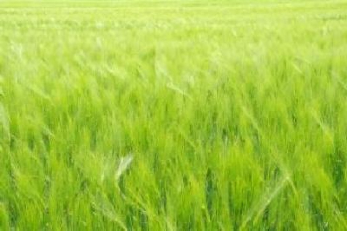 A fost stabilit cuantumul platilor directe unice pe suprafata, a platilor separate pentru zahar si a platilor specifice pentru orez