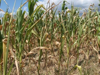 Despagubirile pentru fermierii afectati de seceta vor fi platite pana la Craciun