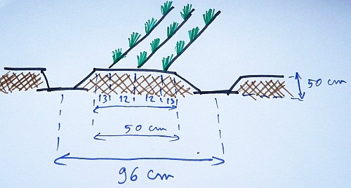 CRESONUL de grădină românească. Cultivarea cresonului